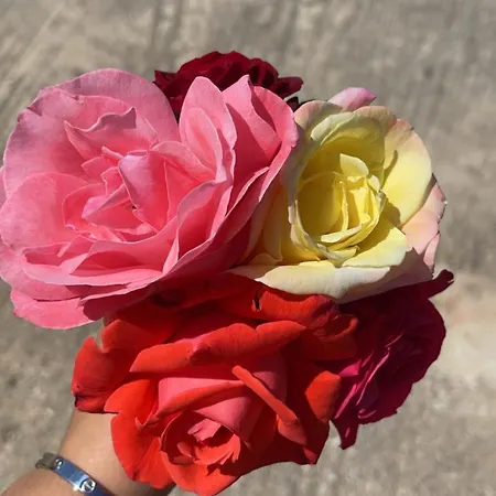 Tony Casa de hóspedes